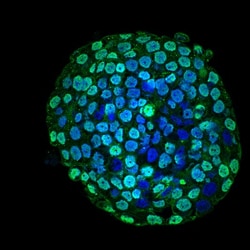 CENPA Antibody (5A7-2E11), Novus Biologicals 0.1mg; Unlabeled:Antibodies,